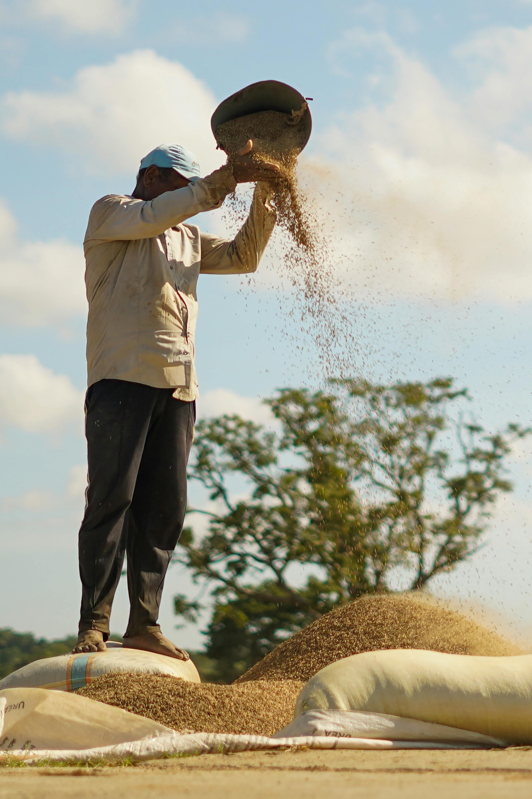 Rice Processing