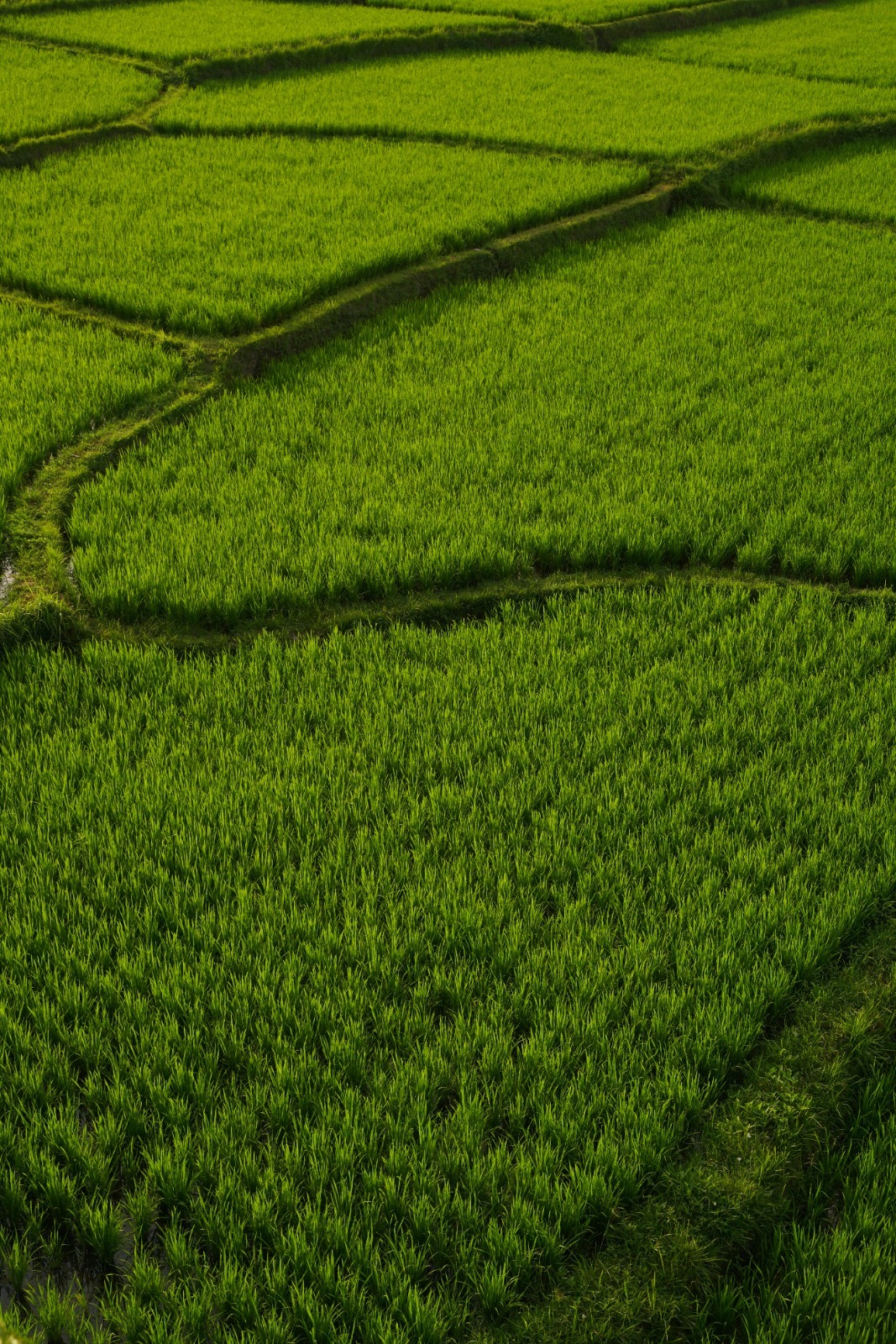 Rice Fields 1