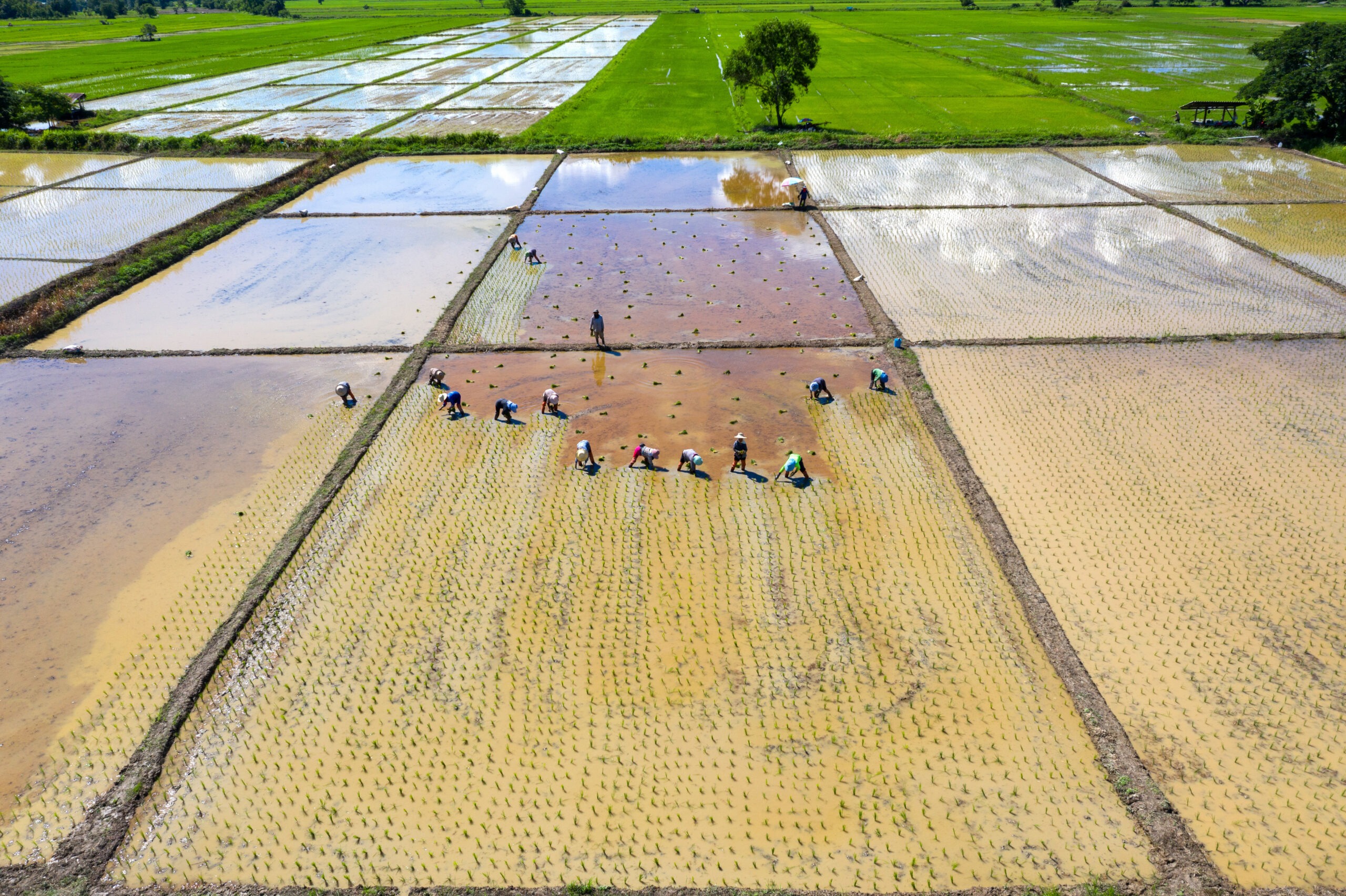 Farmer Partnerships