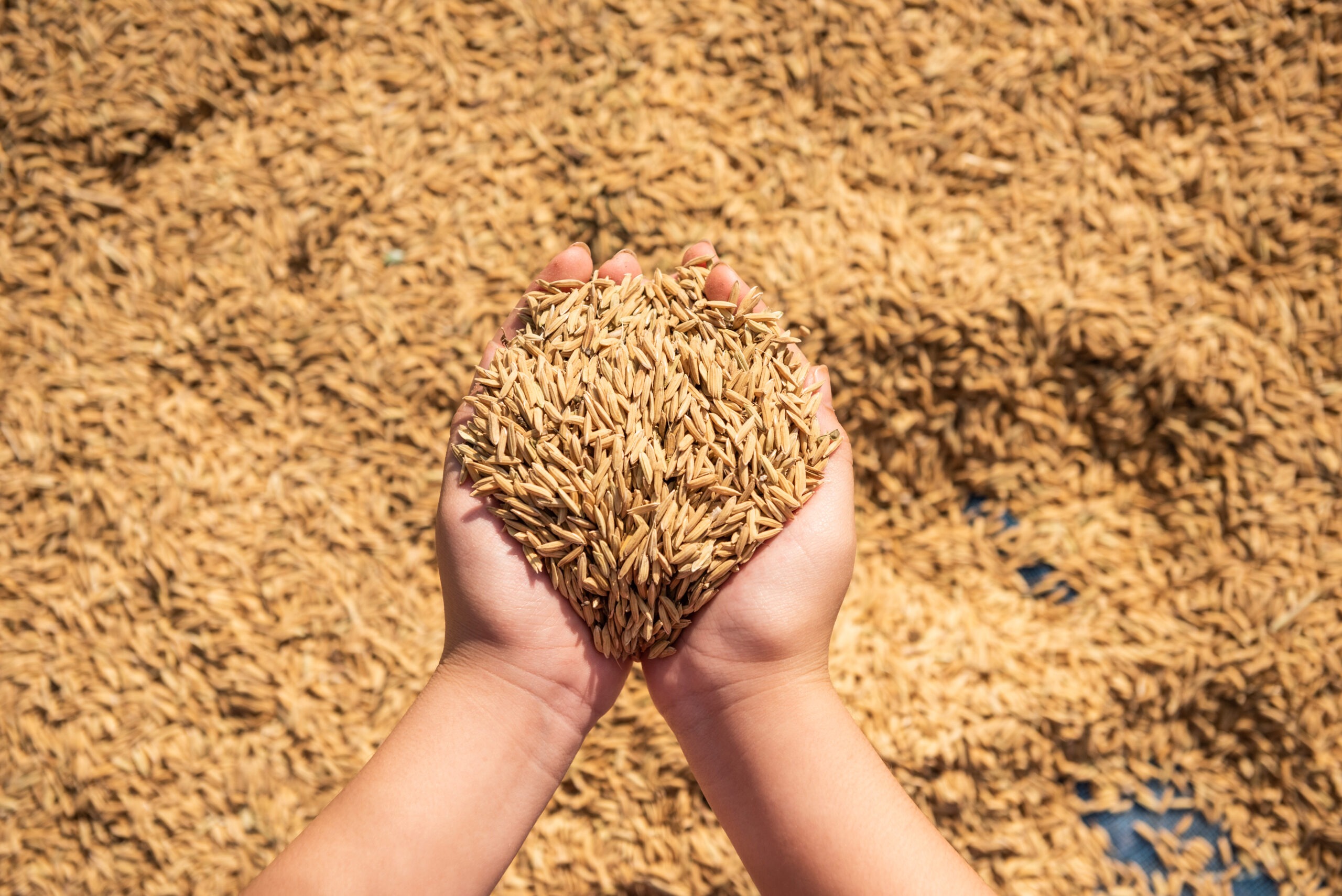 Rice Milling Operations